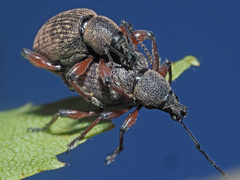 Dodecastichus geniculatus
