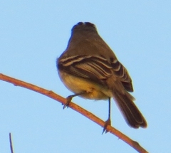 Serpophaga subcristata