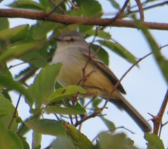 Serpophaga subcristata