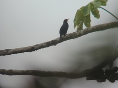 Turdus serranus