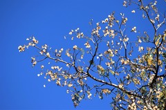 Pterodon emarginatus