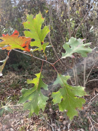 Quercus shumardii image