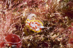 Diaphorodoris papillata