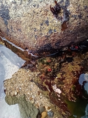 Pyura chilensis
