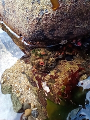 Pyura chilensis