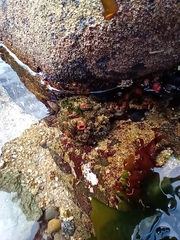 Pyura chilensis