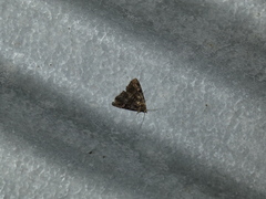 Metalectra praecisalis