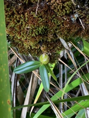 Bulbophyllum nutans