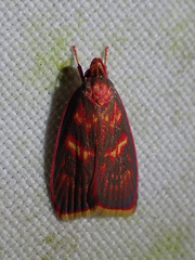 Himmacia