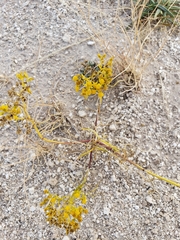 Sartwellia flaveriae
