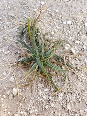 Sartwellia flaveriae