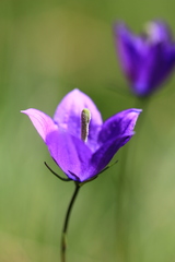Campanula herminii