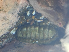 Chiton stokesii