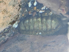 Chiton stokesii