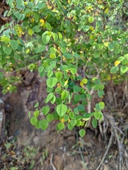 Euphorbia petiolaris