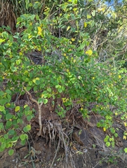 Euphorbia petiolaris