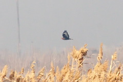 Buteo rufinus