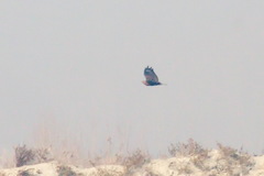 Buteo rufinus