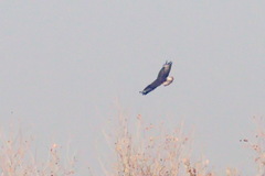 Buteo rufinus