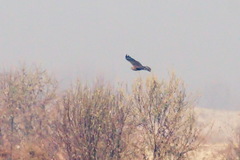 Buteo rufinus