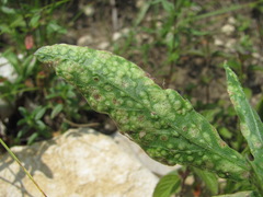 Aceria centaureae