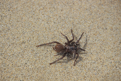Acanthogonatus