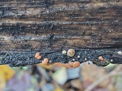 Adelphella babingtonii