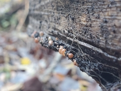 Adelphella babingtonii