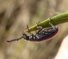 Lagria