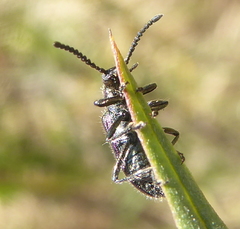 Lagria