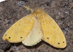 Artaxa guttata
