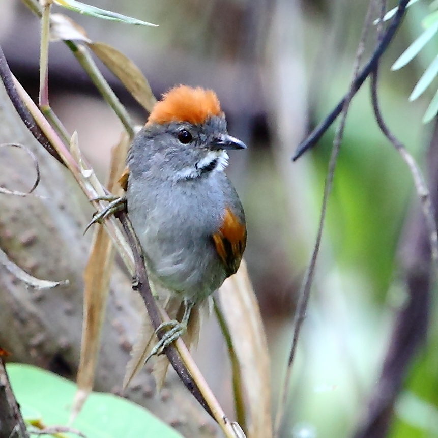 Dark-breasted Spinetail photo