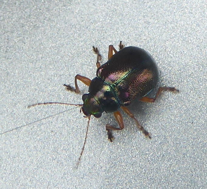 Colasposoma piceitarse