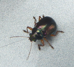 Colasposoma piceitarse
