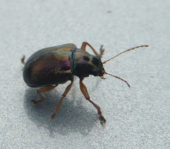 Colasposoma piceitarse