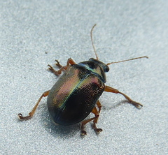 Colasposoma piceitarse