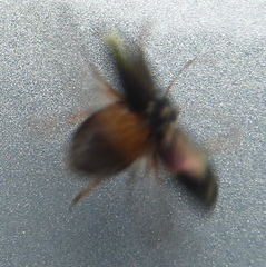 Colasposoma piceitarse