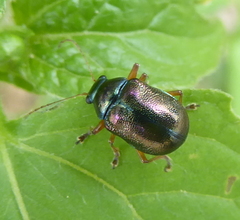 Colasposoma piceitarse
