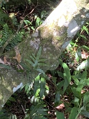 Microsorum scolopendria