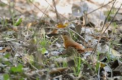 White-Lored Spinetail photo 4