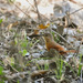 White-lored Spinetail - Photo (c) Cláudio Dias Timm, some rights reserved (CC BY-NC-SA)