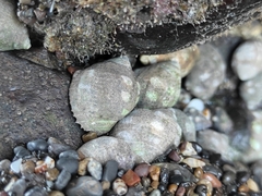 Acanthais brevidentata