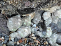 Acanthais brevidentata
