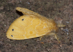 Artaxa guttata