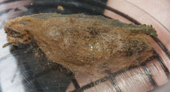 Artaxa guttata