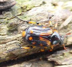 Stripsipher orientalis