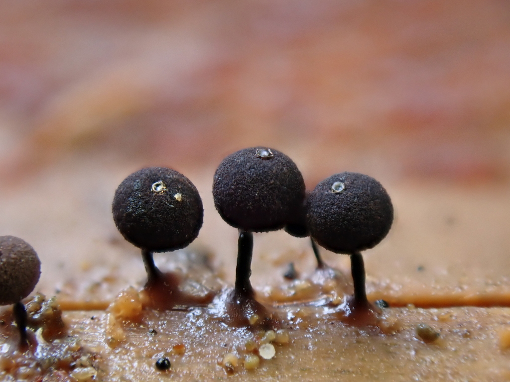 Enerthenema