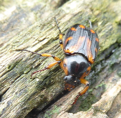 Stripsipher orientalis