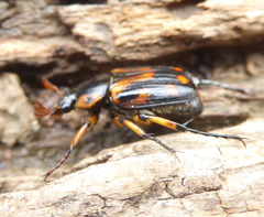 Stripsipher orientalis