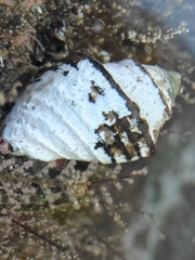 Opeatostoma pseudodon